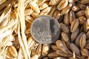 Image showing Russian coins on an agricultural field