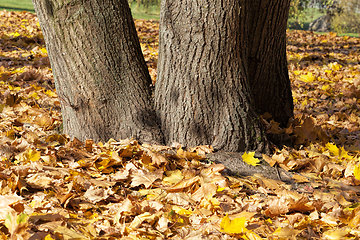 Image showing maple trees during autumn