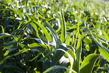 Image showing an agricultural field where corn is grown