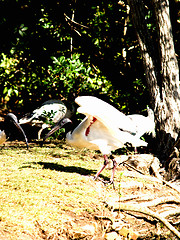 Image showing Birds - Portrait of an Australian Ibis