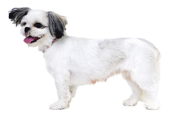 Image showing Animal, pet and happy dog on a white background in studio for friendship, adoption and fun. Domestic pets, mockup and isolated fluffy, adorable and cute Lhasa apso with energy, freedom and health