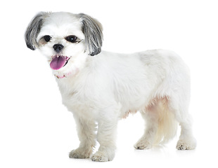 Image showing Happy, pet and dog on a white background in studio for adoption, playing and friendship. Domestic pets, mockup and isolated fluffy, adorable and cute Lhasa apso for animal care, freedom and health