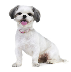 Image showing Animal, pet and portrait of dog in studio for friendship, adoption and rescue on white background. Domestic pets, mockup and isolated fluffy, adorable and cute Lhasa apso for happy, fun and health