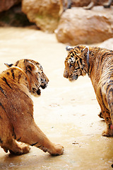 Image showing Nature, animals and tiger fight in zoo with playful cubs in mud with fun, endangered wildlife and water. Big cats playing together, park or river in Thailand for safari, outdoor action and power.