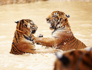 Image showing Tiger, playing and fight in water at zoo, park or together in nature with game for learning to hunt or tackle. India, Tigers and family of animals in river, lake or pool for playing in environment