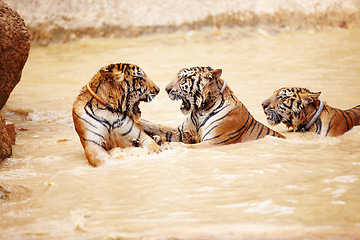 Image showing Tigers, playing and fight in water at zoo, park or together in nature with game for learning swimming or hunting. India, Tiger and family of animals in river, lake or pool for playing in environment