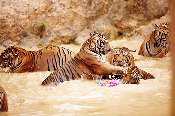 Image showing Tigers, playing and fight in water at zoo, park or together in nature with game for learning to hunt or tackle. India, Tiger and family of animals in river, lake or pool for playing in environment