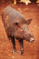 Image showing Wild boar, nature and animal walk in wildlife looking for food in agriculture or sustainable environment. Land, farm and dirty pig on sand in desert, dirt road or dune conservation or zoo in Asia.
