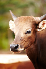 Image showing Nature, animal and closeup of a cow for sustainable, agriculture and eco friendly livestock. Sustainability, agro and brown cattle on an outdoor farm or environment for farming meat for business.