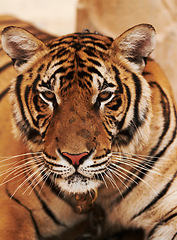 Image showing Tiger relaxing on sand in nature by a zoo for majestic entertainment at a circus or habitat. Wildlife, calm and big cat exotic animal resting with peaceful attitude in a desert or dune conservation.