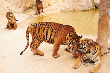 Image showing Tigers playing on sand in nature by a zoo for majestic entertainment at a circus or habitat. Wildlife, wrestling and big cats exotic animals family fighting together in a desert or dune conservation.
