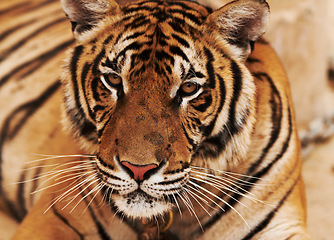 Image showing Zoo, wildlife and closeup of tiger in the sand by circus for majestic entertainment or safari. Animal, feline and zoom of exotic big cat in desert or dune in outdoor conservation or habitat in India.