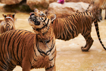 Image showing Nature, animals and tiger group in water at wildlife park with happy playing, splash and freedom in jungle. River, lake or dam with playful big cats swimming on outdoor safari in Asian zoo together.