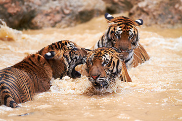 Image showing Tigers, fight and play in water at zoo, park or together in nature learning to hunt, roar or swimming. India, Tiger and family of animals in river, lake or pool for playing in natural environment