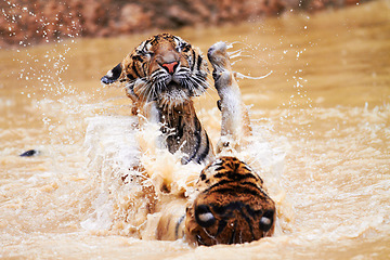 Image showing Nature, animals and tiger cubs in water at wildlife park with fun, playing and freedom in jungle. River, lake or dam with playful big cats swimming, jumping and outdoor safari in Asian zoo together.