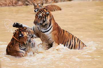 Image showing Playing, tigers and fight in water at zoo, park or together in nature with game for learning to hunt or tackle. India, Tiger and family of animals in river, lake or pool for playing in environment