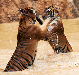 Image showing Nature, animals and tiger fight in lake with playful jump in mud, fun and endangered wildlife safari. Asian big cats playing together in park, river or water in Thailand, outdoor action and power.