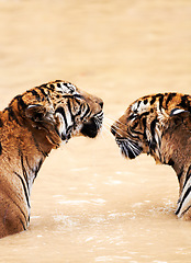 Image showing Nature, animals and tiger kiss in water at wildlife park with love, playing and freedom in jungle. River, lake or dam with playful big cat couple swimming on sustainable safari in Asian zoo together.