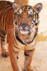 Image showing Tiger standing on sand in nature by a zoo for majestic entertainment at a circus or habitat. Wildlife, calm and big cat or exotic animal with peaceful attitude in a desert or dune conservation.