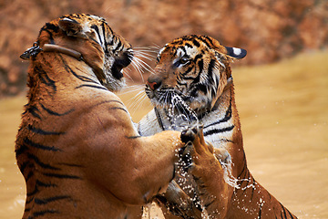 Image showing Nature, animals and tiger fight in water at wildlife park with fun, playing and freedom in jungle. River, lake or dam with playful big cats swimming, jumping and outdoor pool in Asian zoo together.