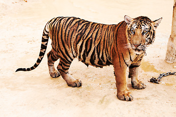 Image showing Zoo, tiger and animal outdoor in nature or park for conservation of animal with stripes or pattern on face. Wild, cat and travel to Indonesia, jungle or veterinary sanctuary for health of predator