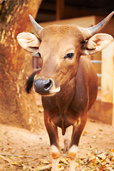 Image showing Natural, animal and closeup of a cow for sustainable, agriculture and eco friendly livestock. Sustainability, agro and brown cattle on an outdoor farm or environment for farming meat for business.