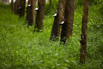 Image showing Rubber, plantation and bowl on trees to collect sap for farming, agriculture and production. Growth, sustainability and liquid drip for latex, plastic and natural harvest in forest, woods or nature