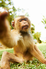 Image showing Zoo, animal and portrait of monkey in nature for adventure, conservation and wildlife rescue. Sanctuary, tropical and macaque in environment, natural ecosystem and outdoors in Thailand for tourism