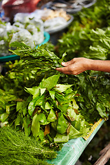 Image showing Person hands, vegetables market and herbs for shopping, healthy food choice and discount, sale or groceries at local store. Customer with basil, green plants or leaves for commerce and small business