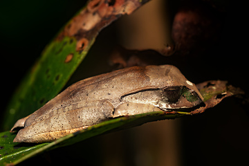 Image showing Madagascan Treefrog, Boophis madagascariensis, frog in Ranomafana national park, Madagascar wildlife
