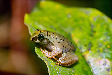 Image showing Boophis picturatus, juvenile, Ranomafana National Park, Madagascar wildlife