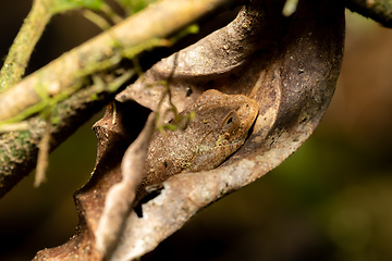 Image showing Boophis quasiboehmei, Ranomafana National Park, Madagascar wildlife