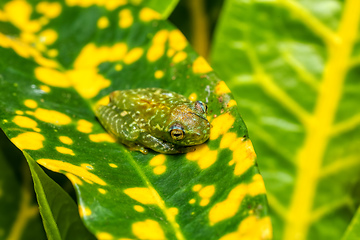 Image showing Boophis sibilans, frog from Ranomafana National Park, Madagascar wildlife