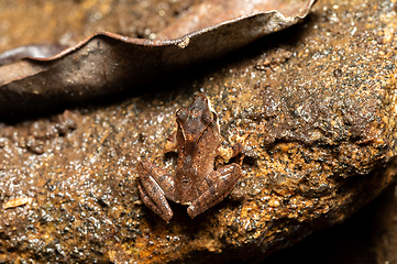 Image showing Gephyromantis sculpturatus, Ranomafana National Park, Madagascar wildlife