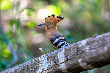 Image showing Madagascar hoopoe, Upupa marginata, Isalo Madagascar wildlife