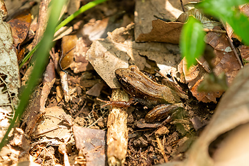 Image showing Mantidactylus aerumnalis, Andasibe-Mantadia National Park, Madagascar wildlife