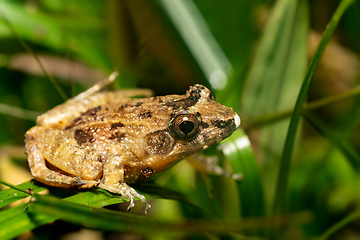 Image showing Mantidactylus betsileanus, Ranomafana National Park. Madagascar wildlife