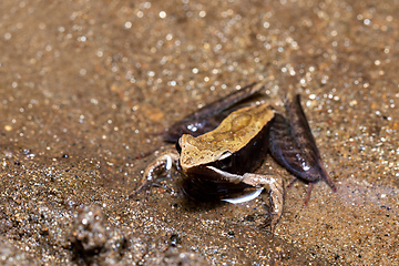 Image showing Mantidactylus melanopleura, Ranomafana National Park. Madagascar wildlife