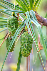 Image showing Pandanus variabilis, Isalo National Park, Madagascar fruit