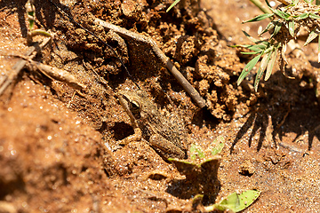 Image showing Mascarene grass frog, Ptychadena mascareniensis, Miandrivazo - Menabe, Madagascar wildlife