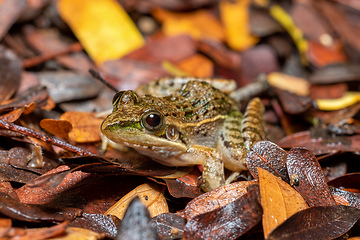 Image showing Mascarene grass frog, Ptychadena mascareniensis, Tsingy de Bemaraha, Madagascar wildlife