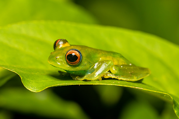 Image showing Elena's Treefrog, Boophis elenae, frog in Ranomafana National Park, Madagascar wildlife