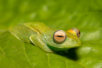 Image showing Elena's Treefrog, Boophis elenae, frog in Ranomafana National Park, Madagascar wildlife