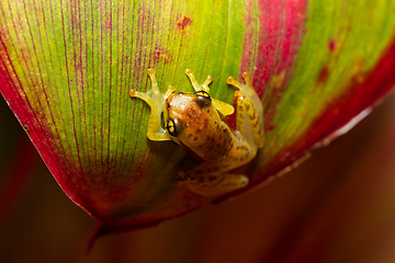 Image showing Boophis genus - Juvenile, Ranomafana National Park, Madagascar wildlife