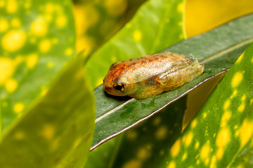 Image showing Boophis genus - Juvenile, Ranomafana National Park, Madagascar w