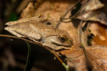 Image showing Madagascan Treefrog, Boophis madagascariensis, frog in Ranomafan