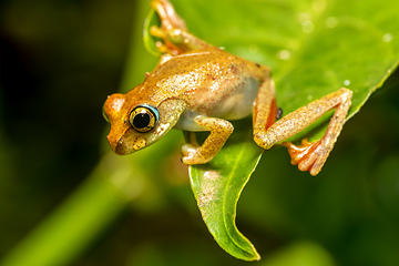 Image showing Boophis picturatus, juvenile, Ranomafana National Park, Madagascar wildlife