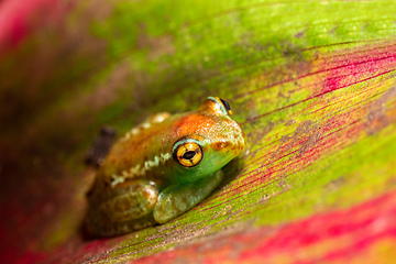 Image showing Boophis rappiodes, frog from Ranomafana National Park, Madagascar wildlife