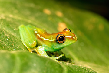 Image showing Boophis rappiodes, frog from Ranomafana National Park, Madagascar wildlife