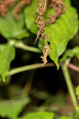 Image showing Madagascar pimple-nose chameleon, Calumma nasutum, Ranomafana National Park, Madagascar wildlife